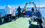 Териберка: выход в море на поиски китов