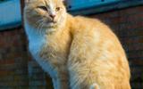 Котик из Зеленоградска