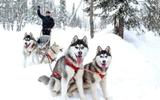 Зимний Петрозаводск. Этно-парк Талвиукко: хаски и олени