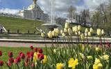 Фото туриста из тура «Праздник фонтанов в Петергофе»