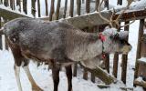 Экскурсия в саамскую этническую деревню или экскурсия в этнический парк
