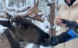 Этнический хаски-парк. Завершение программы
