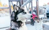 Знакомство с Мурманском и этнопрограмма