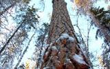 Архангельск - Пинега - Пинежские пещеры - водопад «Святой источник» - монастырь - Пинежские рябчики