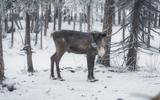 Этнический парк. В гостях у саамов