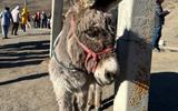Подъем на гору Кубус и прогулка к Таймазинским водопадам