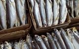 Экскурсия по осетровой ферме