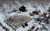 Питомник "Снежные псы", термальный комплекс "Зеленовские озерки"