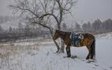 Обучение верховой езде. Конная база