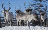 В гости к оленеводам Арктики. Охота за северным сиянием
