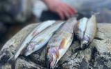 Подлёдная рыбалка на Байкале