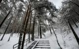 Куршская коса и Танцующий лес