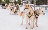 Петрозаводск. Центра шунгита. Дополнительные экскурсии