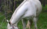 Последний день верхом