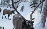 Саамская деревня