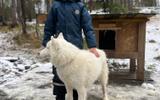 Этнический хаски-парк. Завершение программы