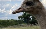 Фото туриста из тура «В Псковскую область на 3 дня. Лето»