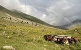 Фото туриста из тура «Конный тур через Домбай и Эльбрус: Кубанское кольцо»