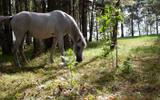 Фото туриста из тура «Конное путешествие в край лесных озер в Ивановской области»