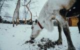 Териберка или Саамский Олений двор