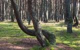 Четверг: экскурсия в Инстербург-Черняховск / Куршская коса + посещение станции кольцевания птиц / замки Шаакен, Нойхаузен, Нессельбек и сыроварня Шаакен Дорф