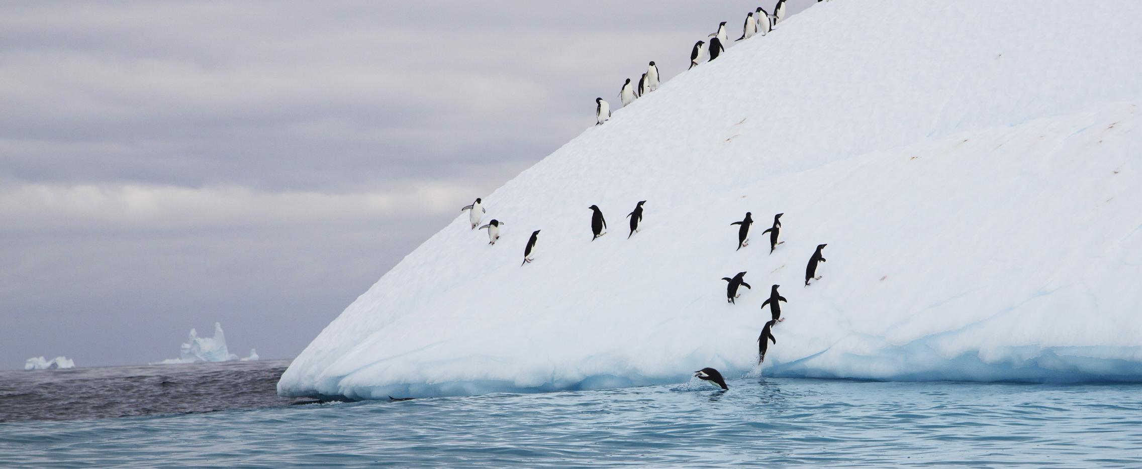 Мир айсбергов и пингвинов. Круиз в Антарктиду