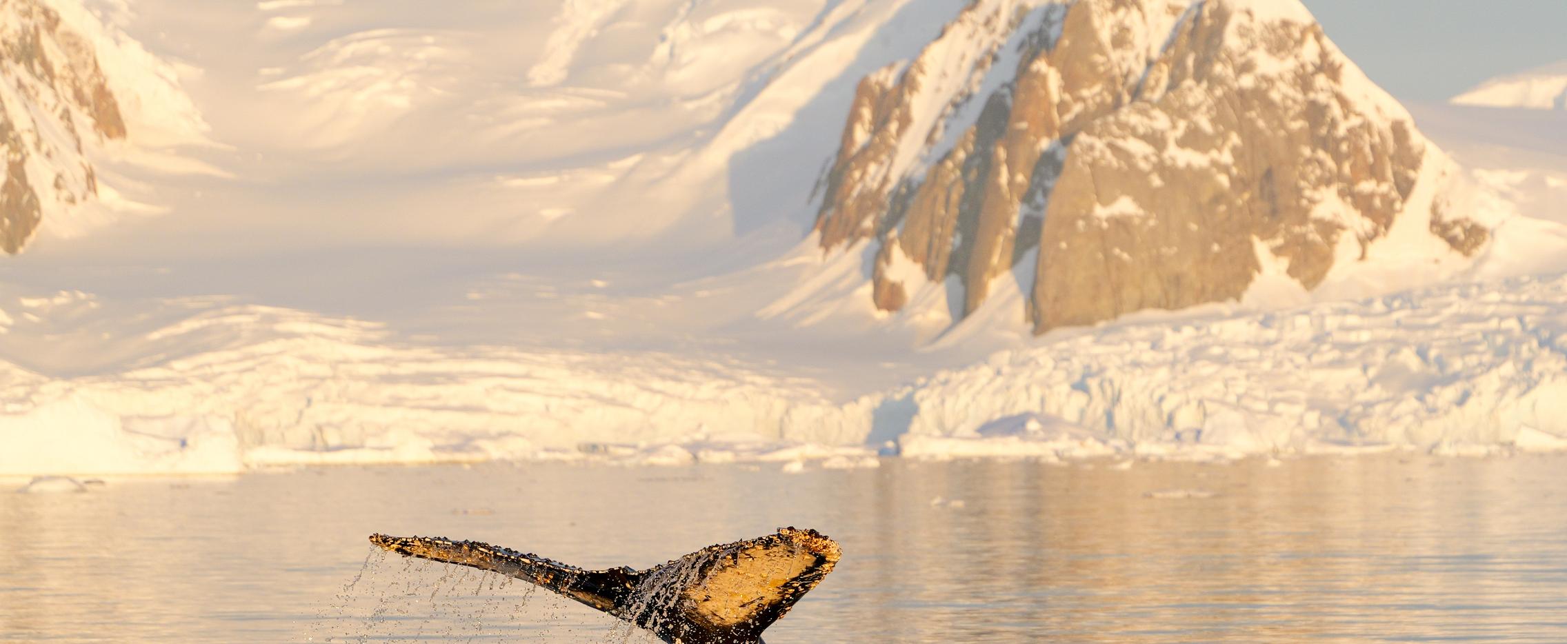 Познавательное путешествие в Антарктиду на судне Hondius