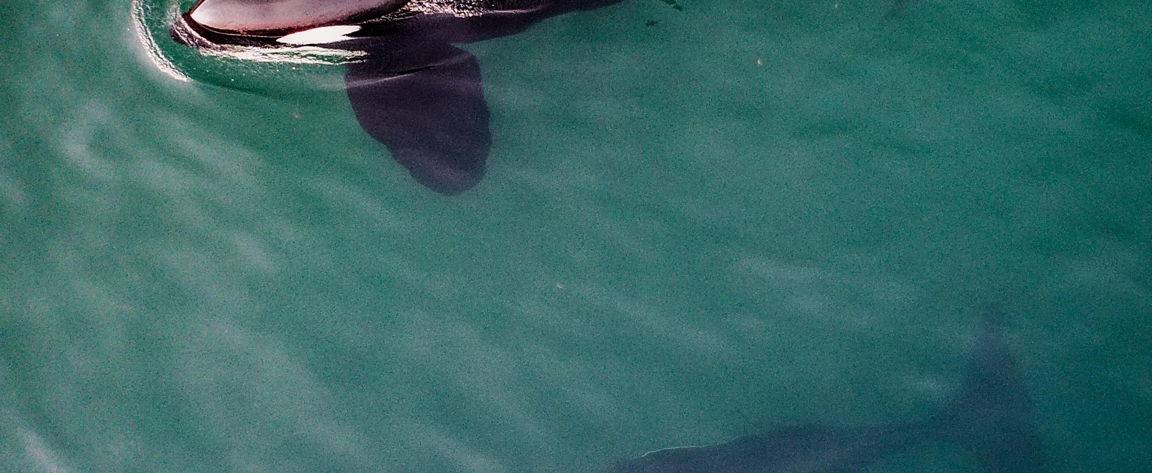 Гиганты южного Охотоморья. Экспедиция в бухты Онгачан и Врангеля