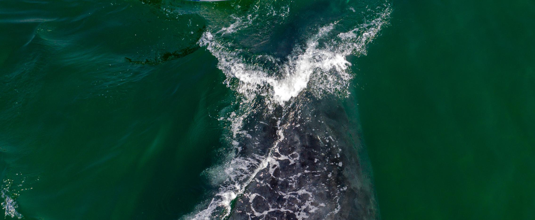 Экспедиция к китам в сентябре. Бухта Врангеля