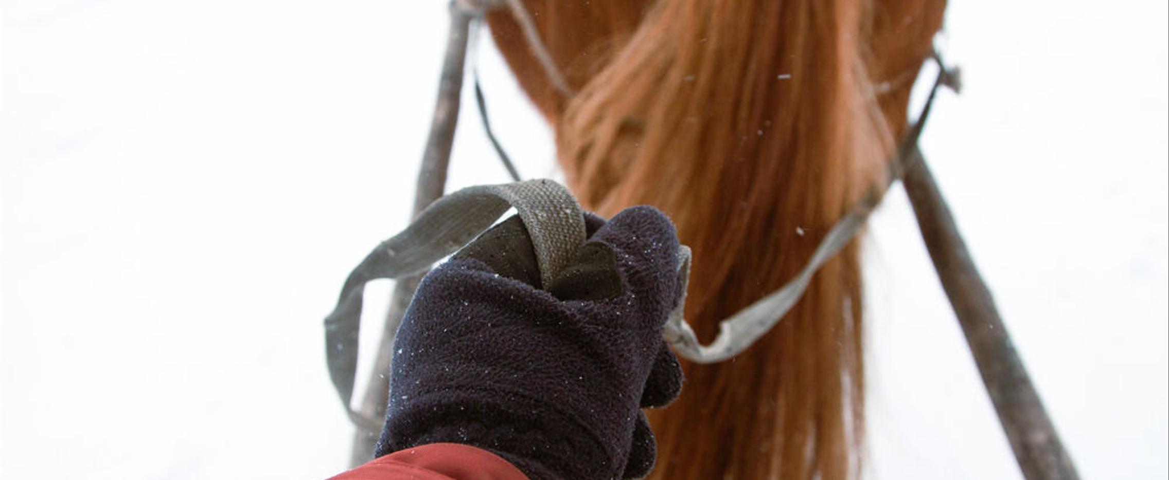 Конно-санный экспресс. Зимний тур в Башкирию