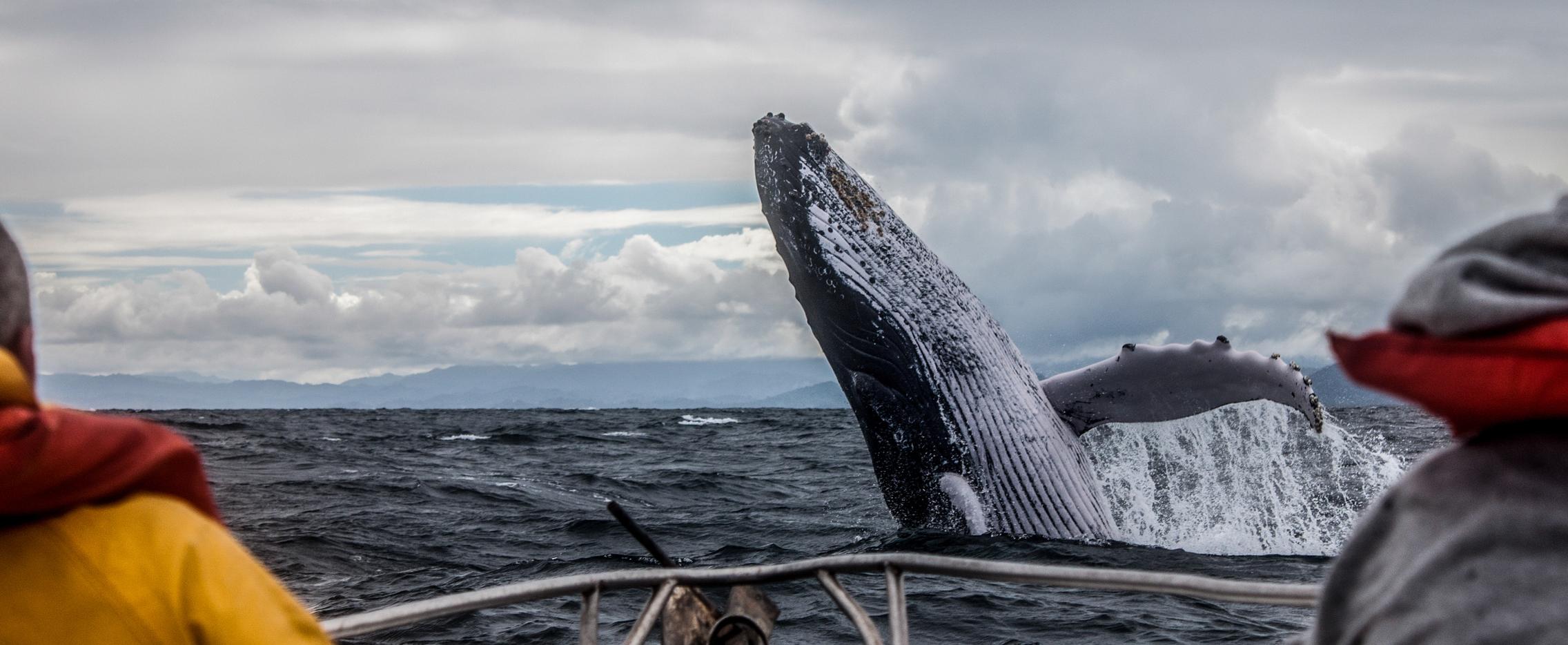Териберка. Киты на Баренцевом море