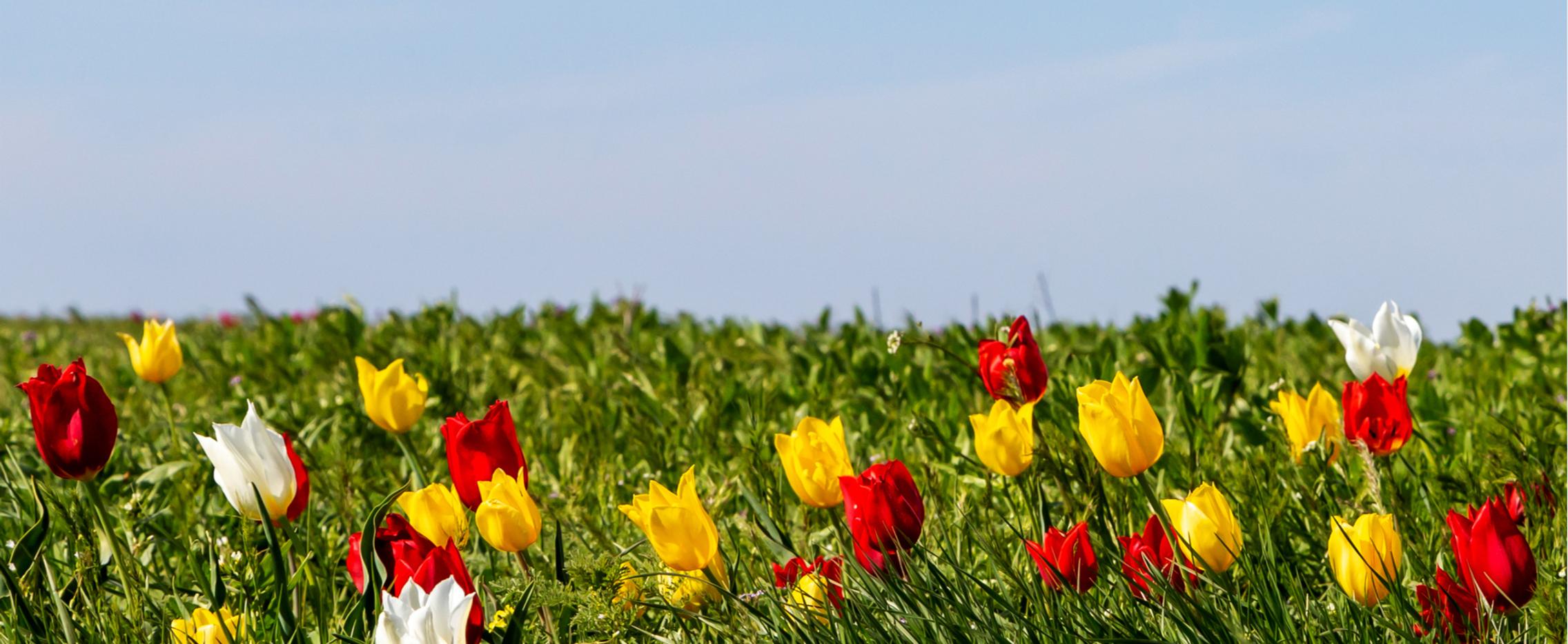 Цветущая степь и тюльпановая Калмыкия