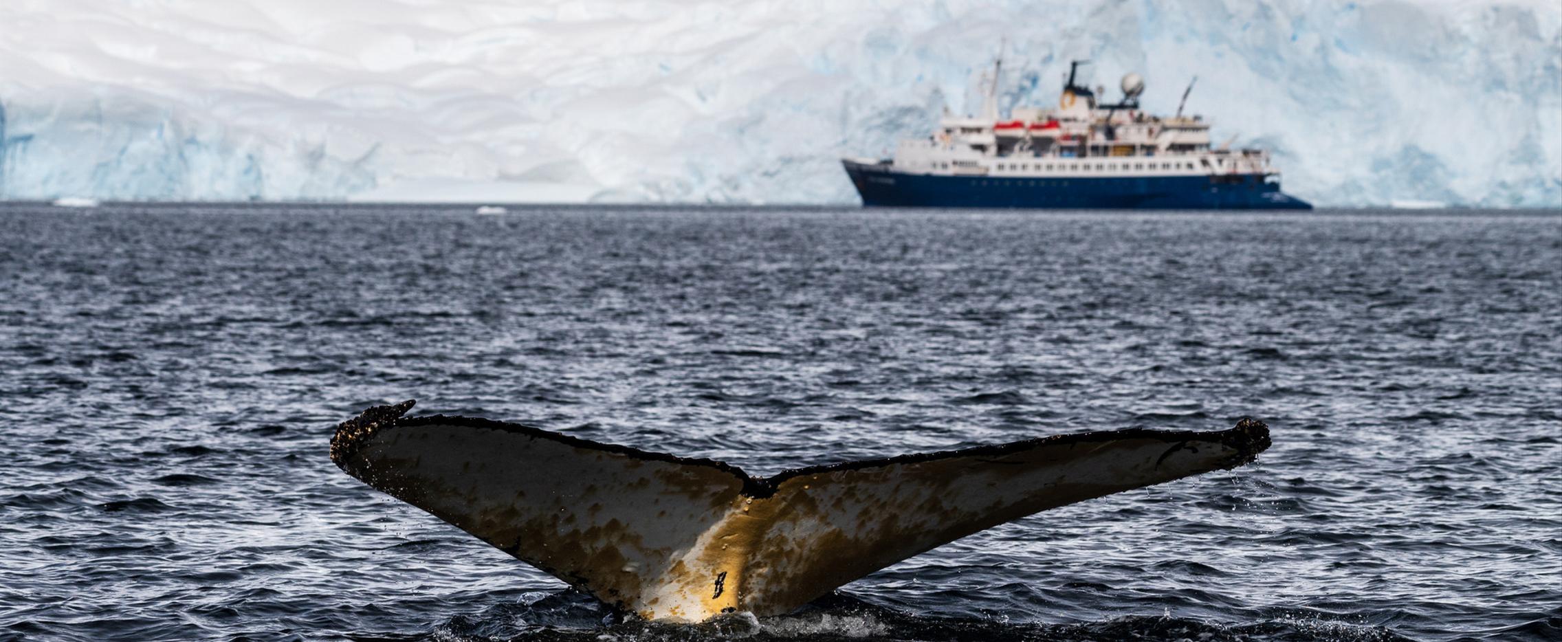 Активные приключения в Антарктике