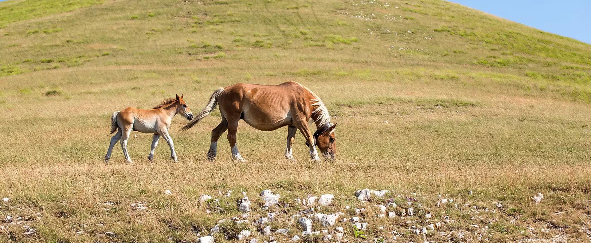 Степной треугольник. Экскурсионный тур с посещением Волгограда, Астрахани и Элисты
