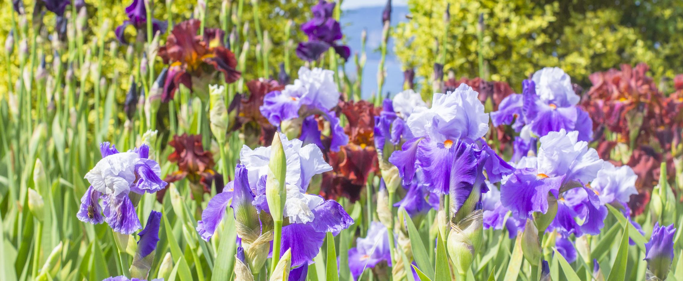 Весна. Цветущий Крым