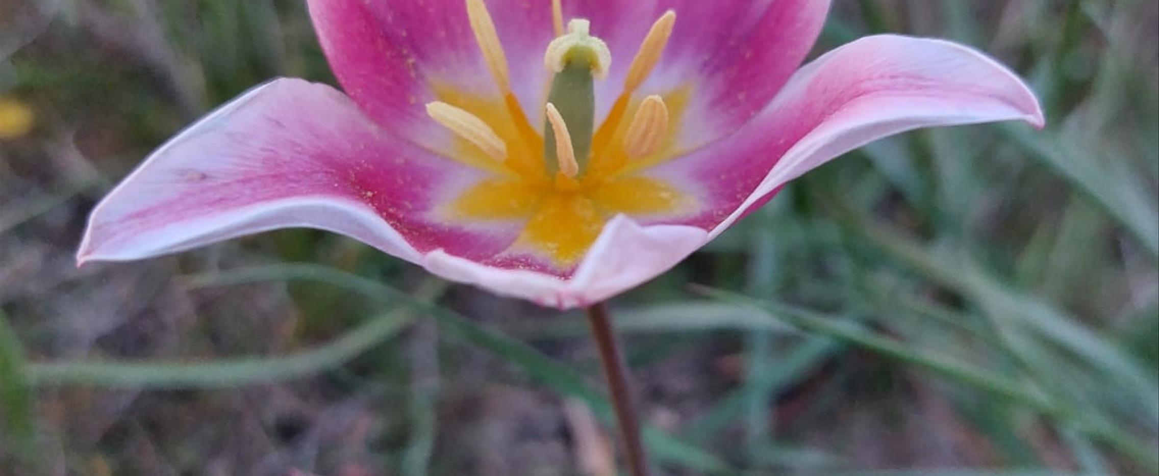 Цветущие поля Калмыкии