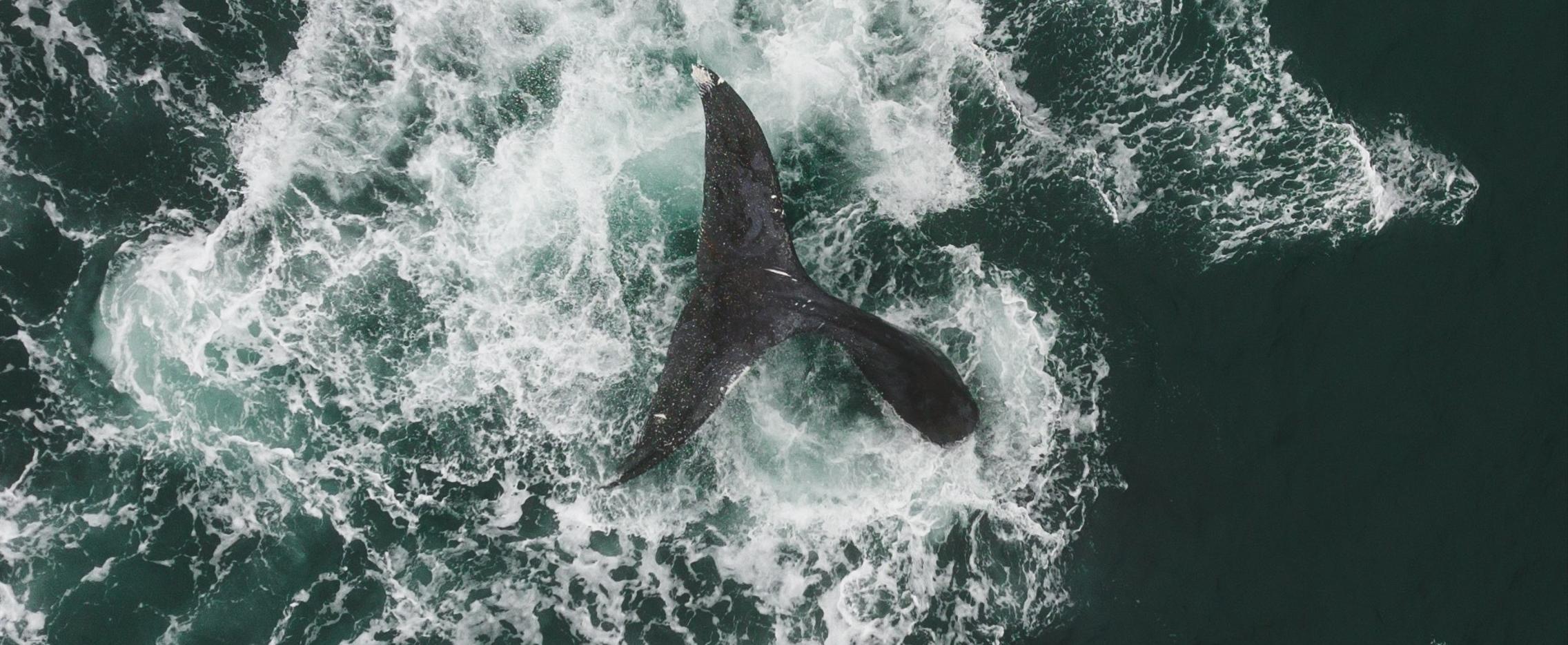 Киты бухты Врангеля. Экспедиционный тур