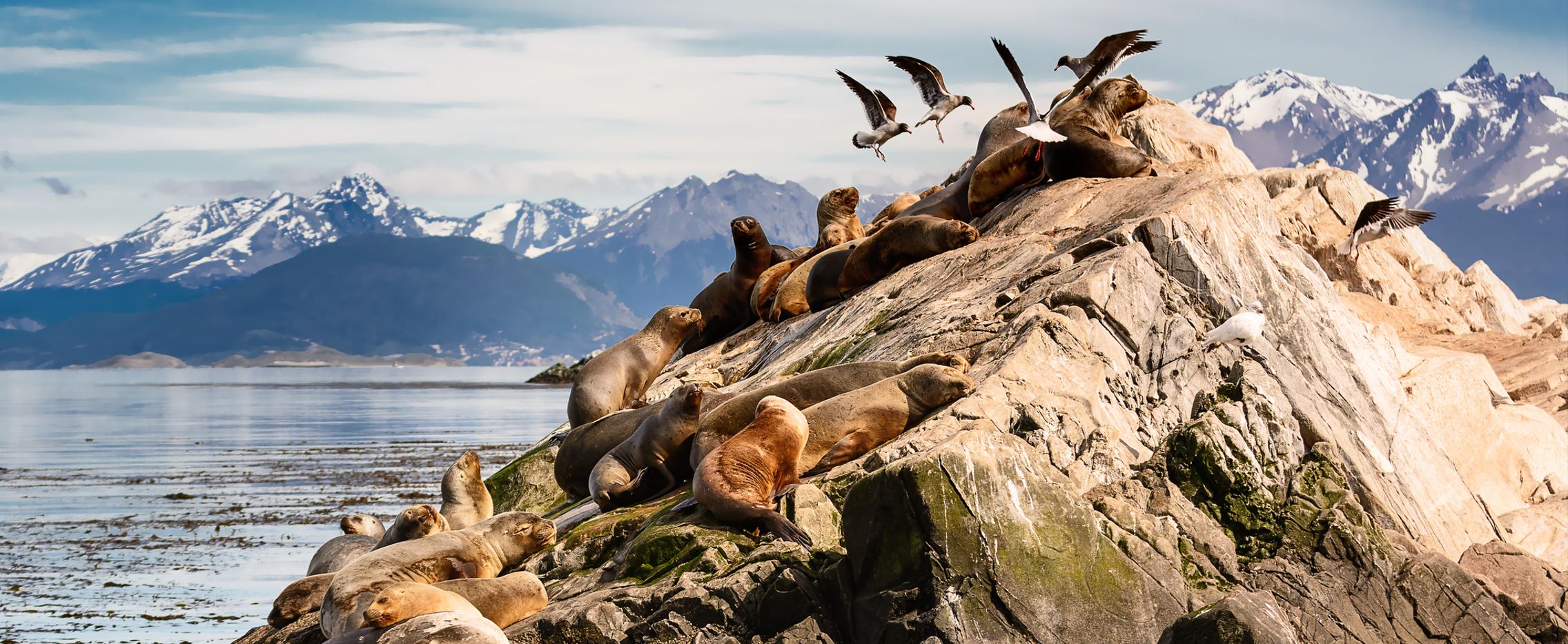 Познавательное путешествие в Антарктиду. Круиз на судне Hondius