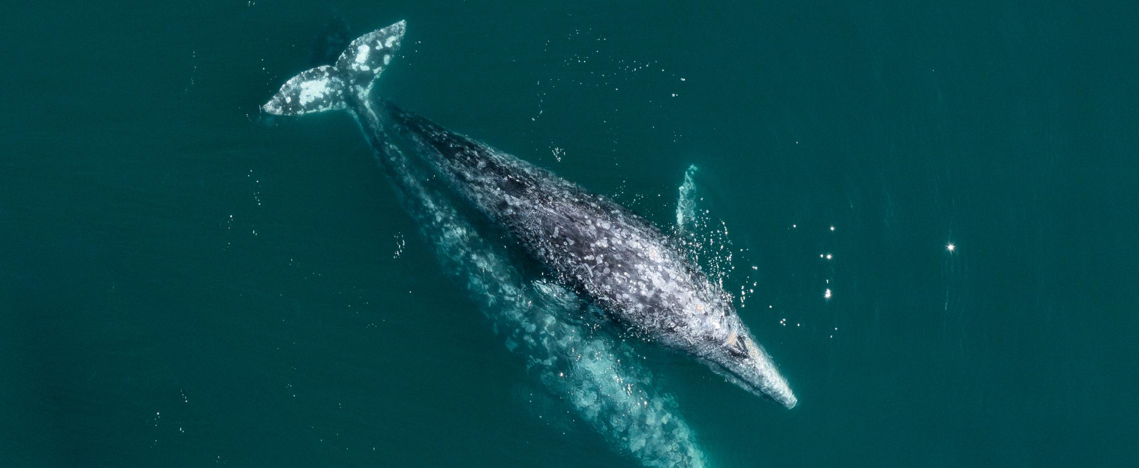 Дыхание китов. Круиз на Шантарские острова