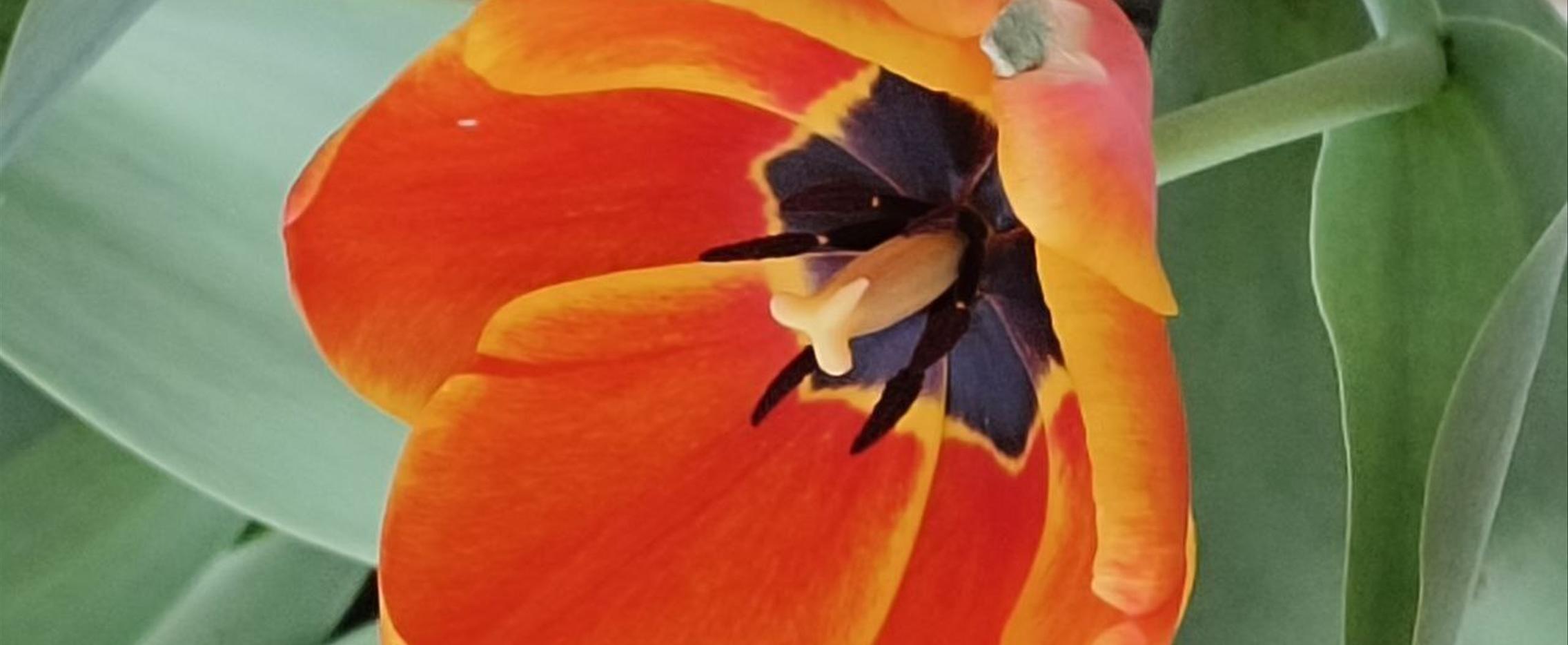 Тюльпаны Калмыкии: этнотур