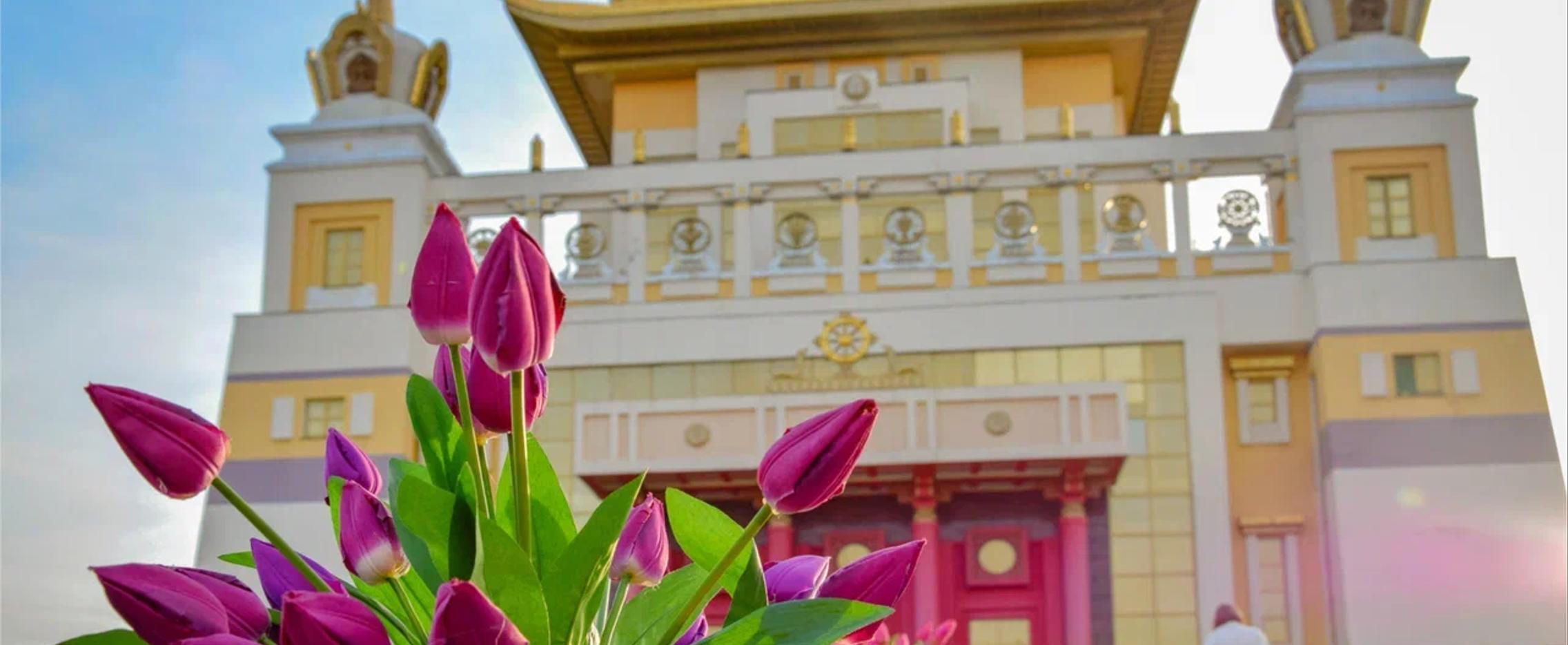 Тюльпаны Калмыкии