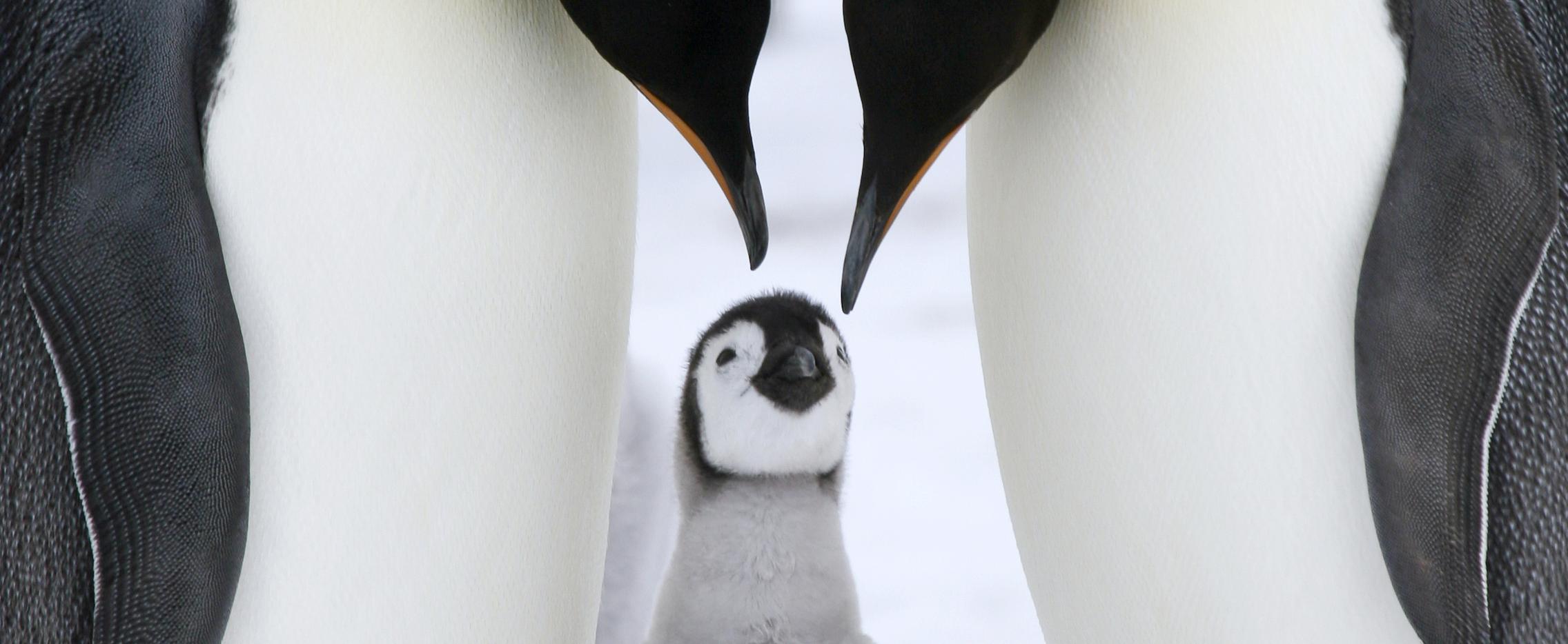 Полет на Южный Полюс. Роскошный кэмп Whichaway