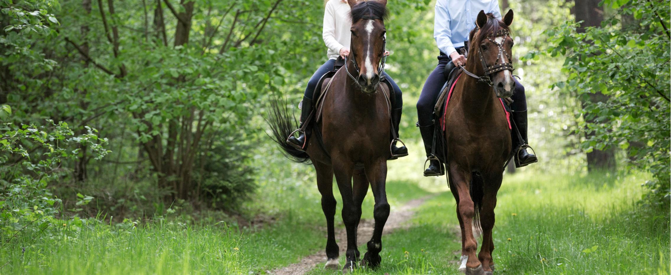 Конное путешествие в край лесных озер в Ивановской области