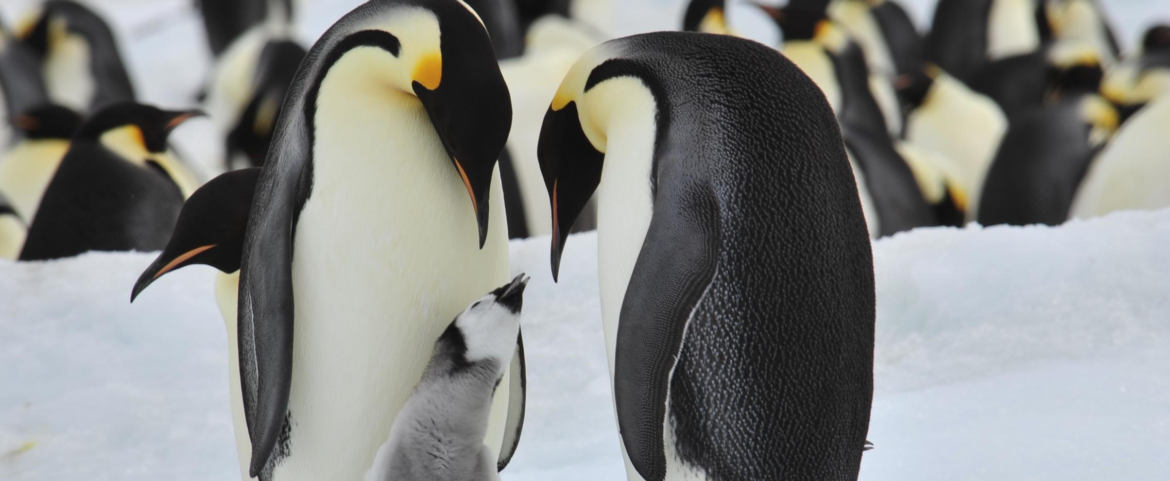 Императорские пингвины в море Уэделла. Круиз в Антарктиду