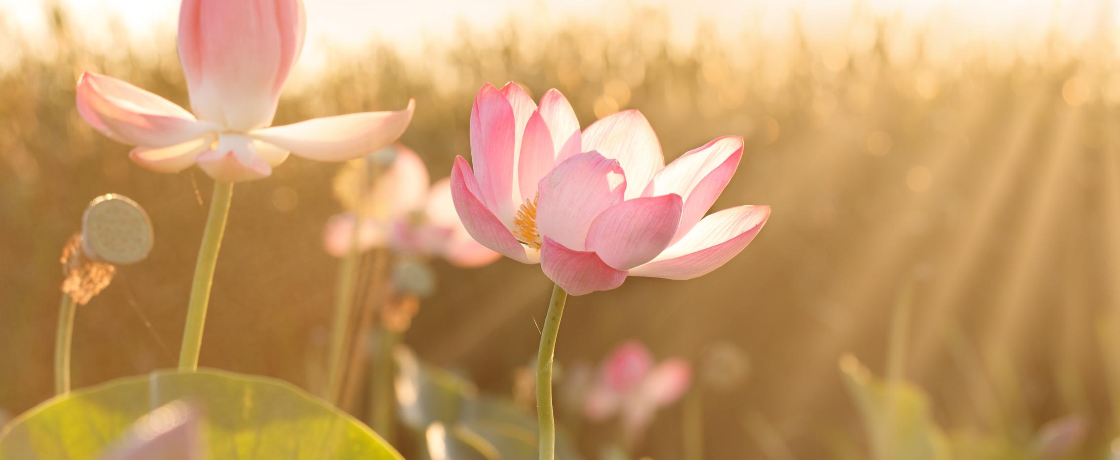 Лотосовая Калмыкия