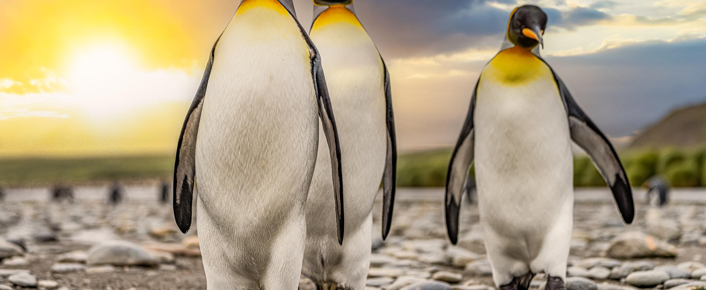 Аудиенция у королевских пингвинов. Экспедиционный круиз в Антарктику