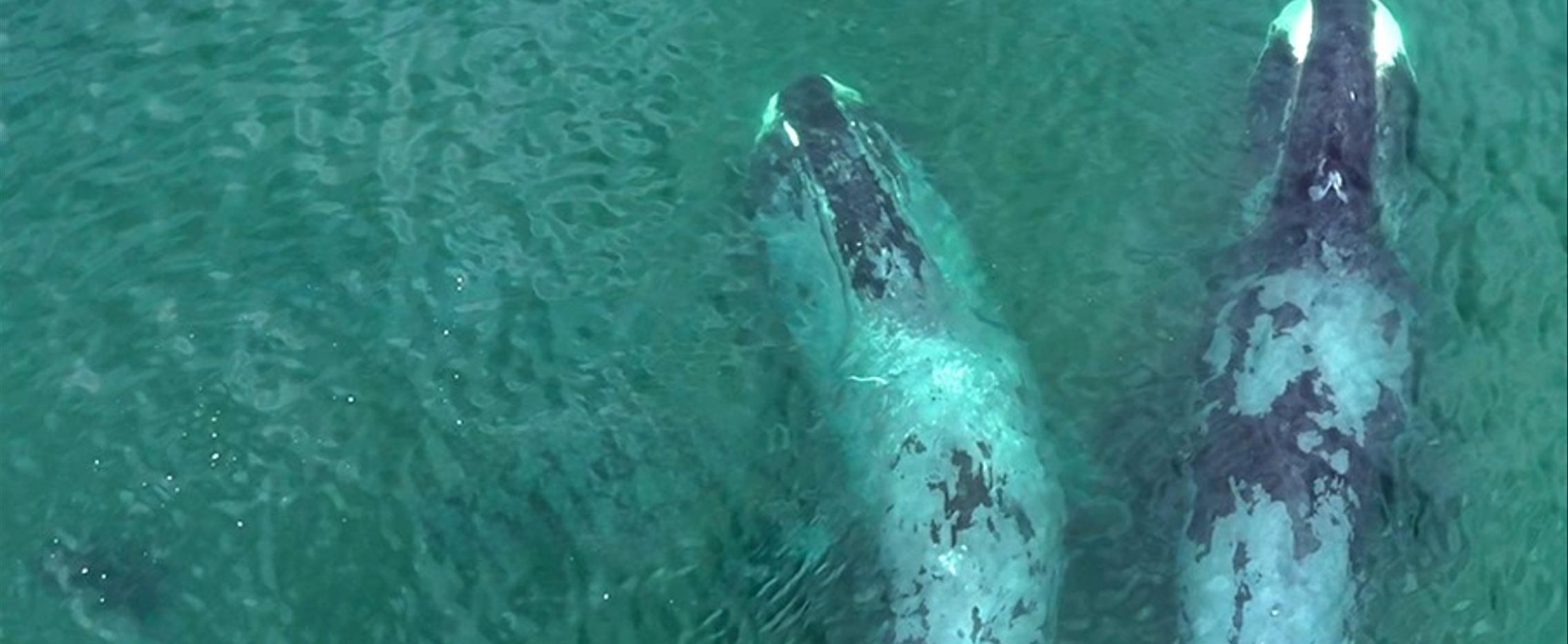 На поиски китов в Китовую гавань. Тур на Шантарские острова