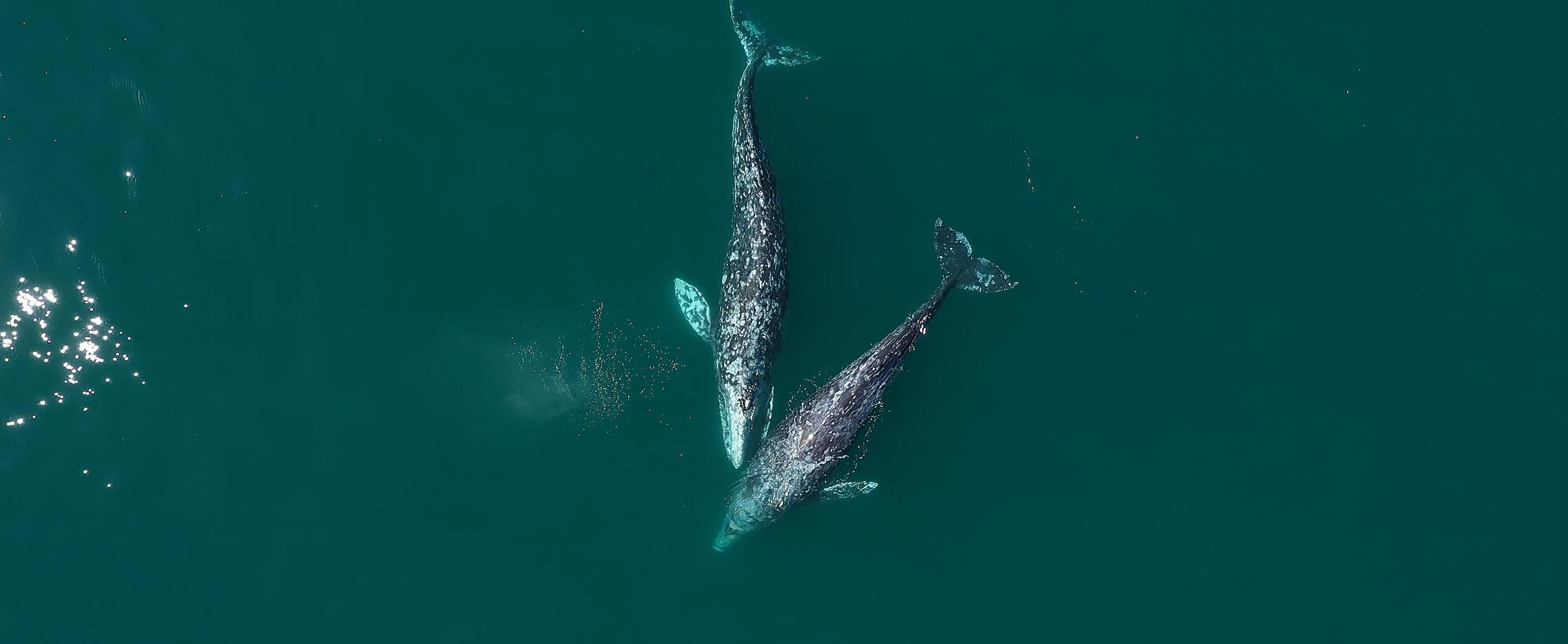 Дыхание китов. Круиз из Магадана в Южно-Сахалинск