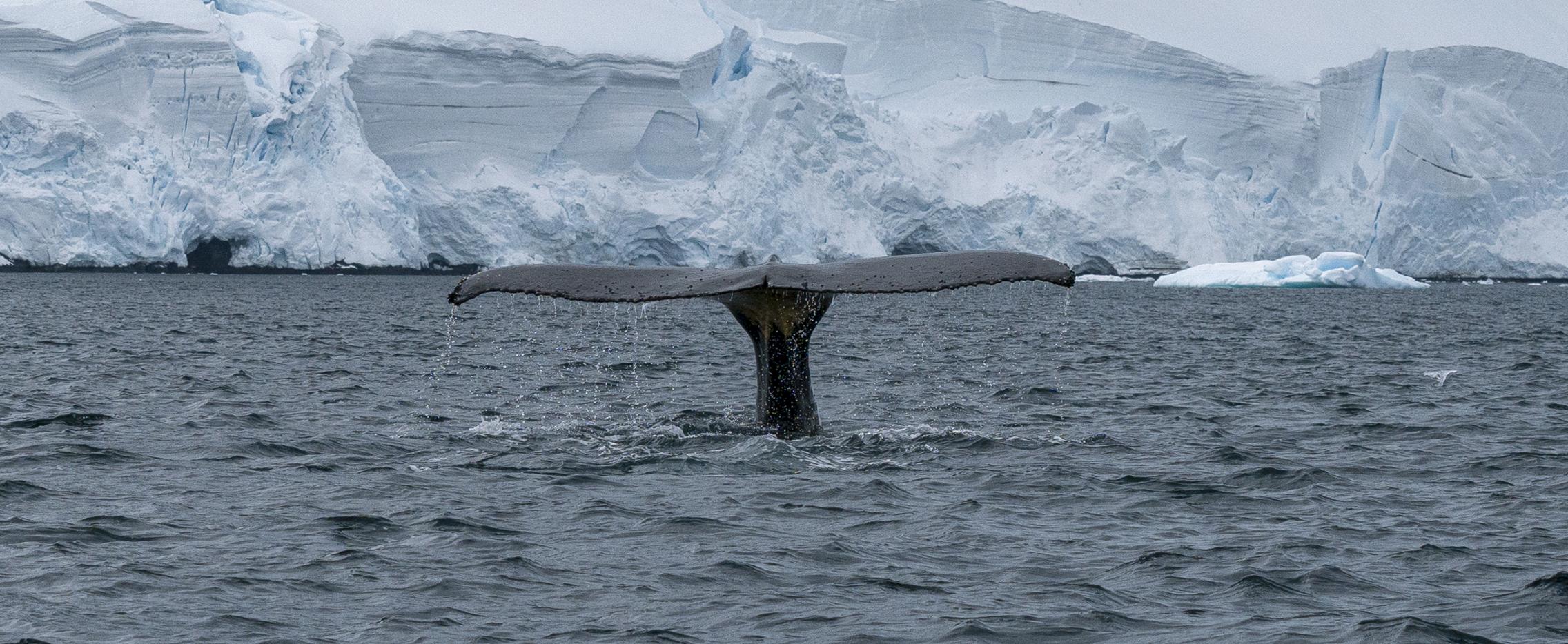 Круиз в Антарктиду на яхте Le Boreal 
