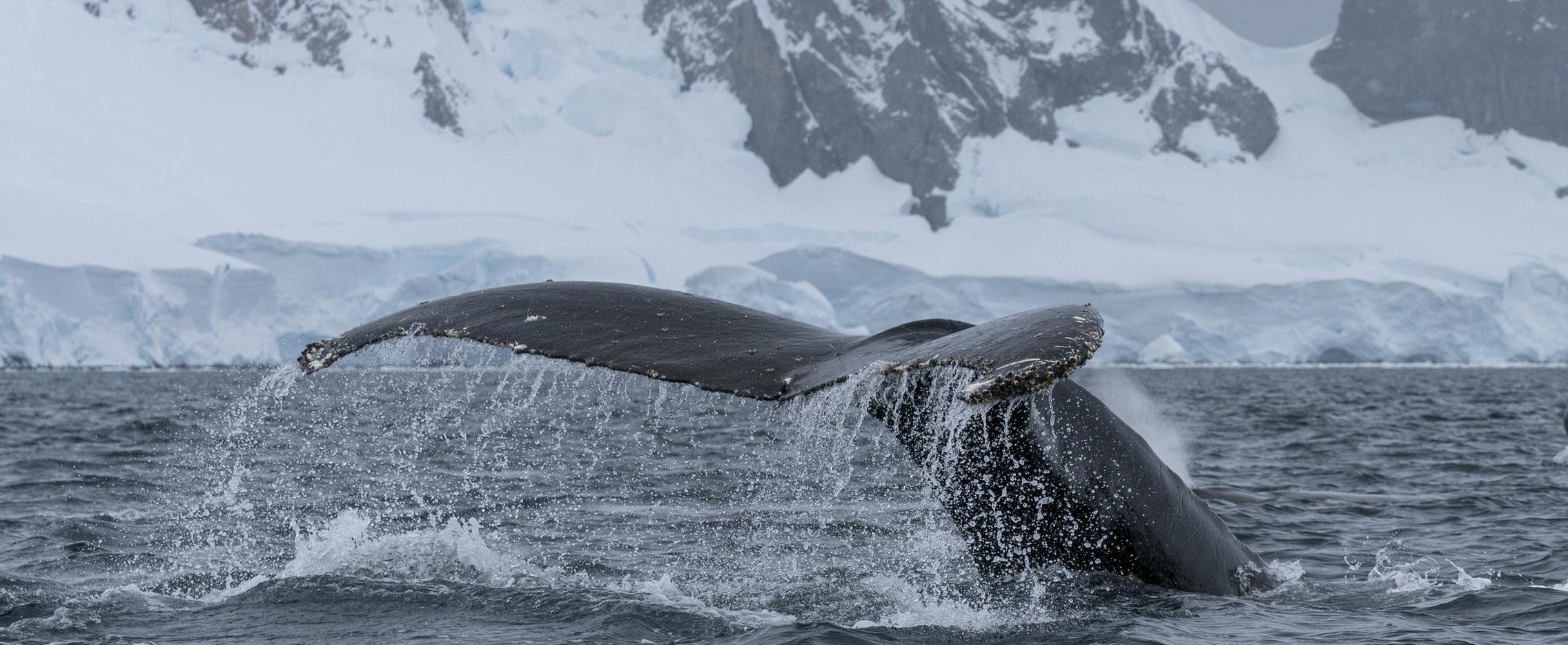 Круиз в Антарктике с пересечением полярного круга